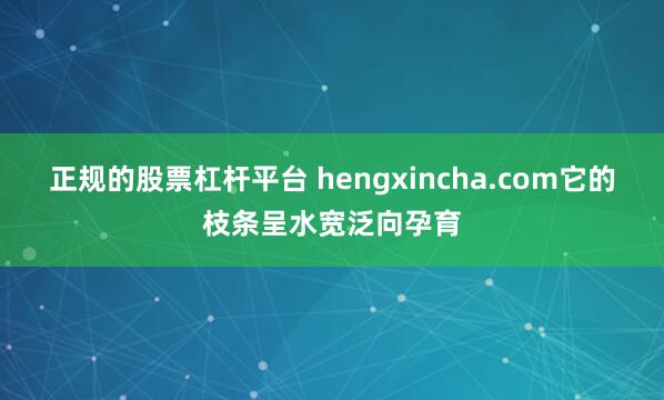 正规的股票杠杆平台 hengxincha.com它的枝条呈水宽泛向孕育